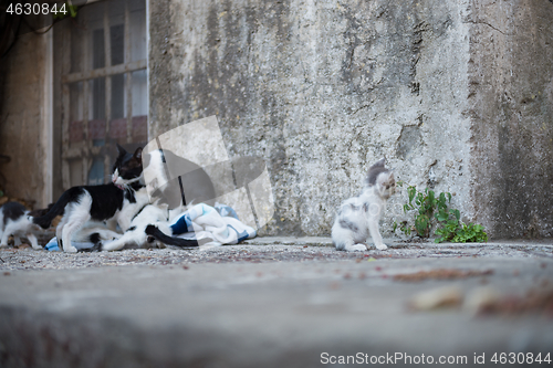 Image of Cat family on Dubrovnik, Croatia