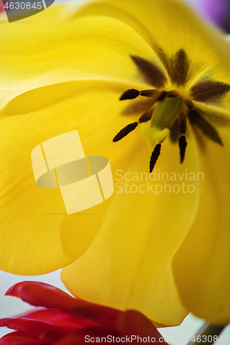 Image of Yellow tulip in a vase.