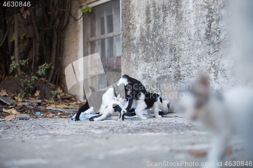 Image of Cat family on Dubrovnik, Croatia