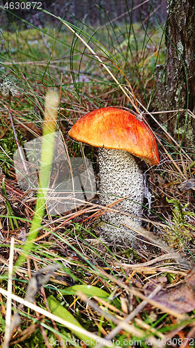 Image of Orange cap boletus