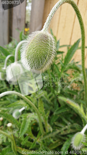 Image of Unblown poppy bud