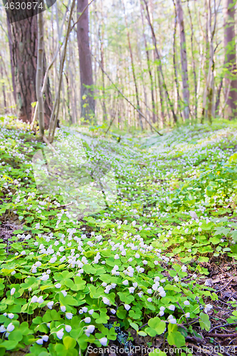 Image of Oxalis acetosella or common wood sorrel. Close up blooming view in spring in the forest