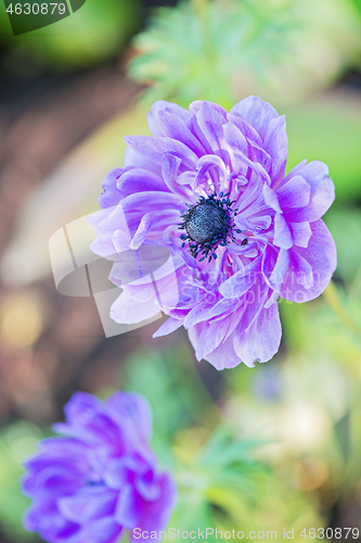 Image of Purple anemone flower