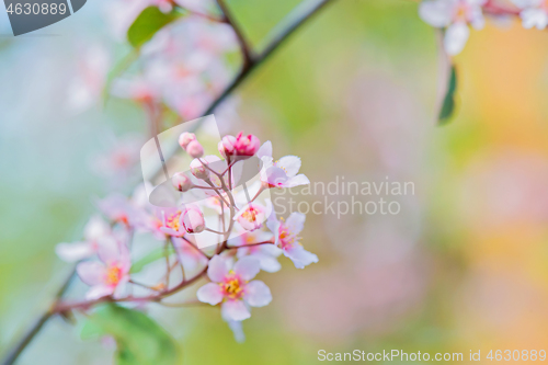 Image of Pink flowers on the bush. Shallow depth of field.