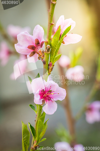 Image of Macro shot of blooming peach tree over blurred background