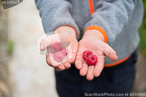 Image of A handful of fresh raspberry on a hand