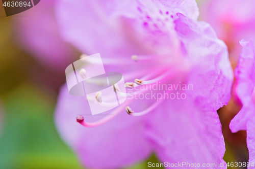 Image of Macro shot of fresh pink rhododendron over blurred background.