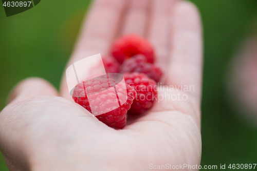 Image of A handful of fresh raspberry on a hand