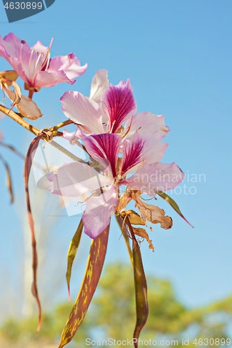 Image of Close up of the flowers of the White Orchid Tree, Bauhinia Variegata Cv. Candida