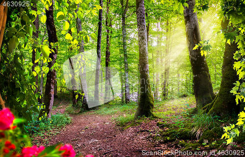 Image of Green forest in Montenegro