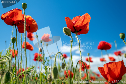 Image of Red poppy flowers and blue sky