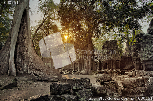 Image of Ta Prohm temple in Angkor Wat Cambodia