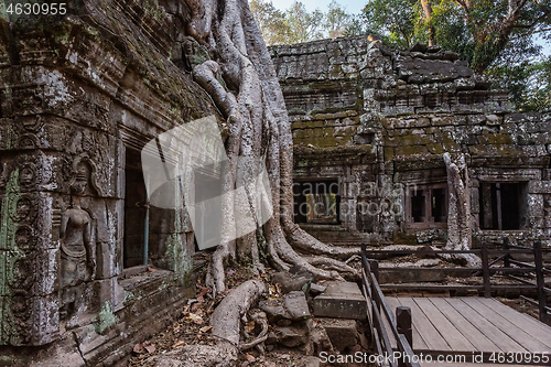 Image of Roots covering the ruin of Ta Prohm temple