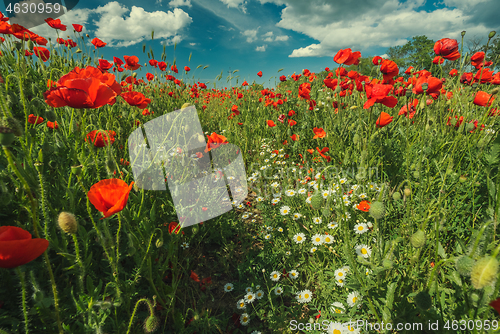 Image of Field of poppy flowers and daisies