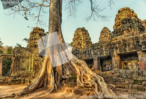 Image of Roots covering the ruin of Ta Prohm temple