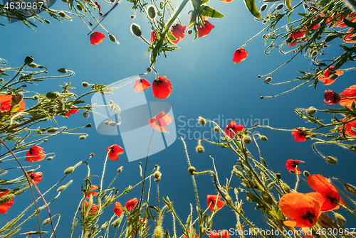 Image of Bottom view of red poppies and blue sky