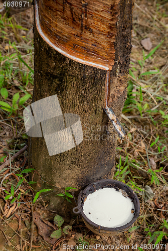 Image of Natural latex dripping from rubber tree