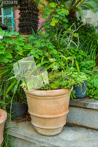 Image of Variation of plants and flower pots in Mediterranean garden on the stairs