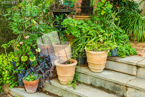 Image of Variation of plants and flower pots in Mediterranean garden on the stairs