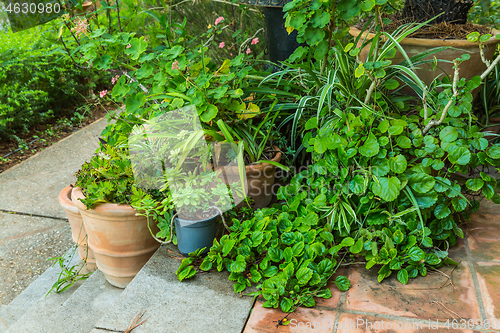 Image of Variation of plants and flower pots in Mediterranean garden on the stairs