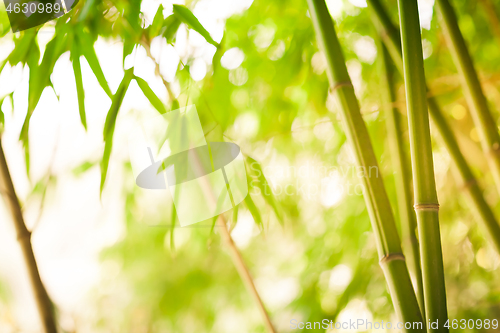 Image of Bamboo green forest background on sunny day - soft focus