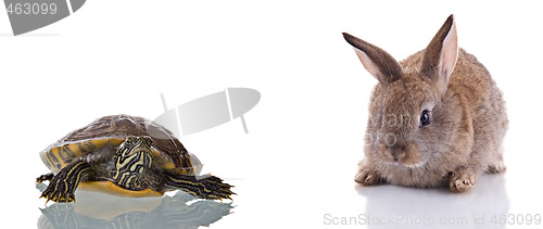 Image of Bunny and Turtle