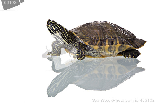 Image of Turtle