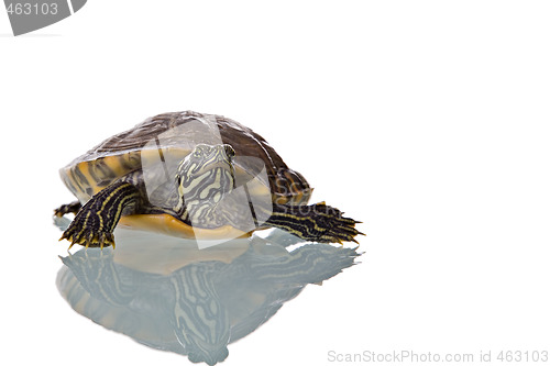 Image of Turtle