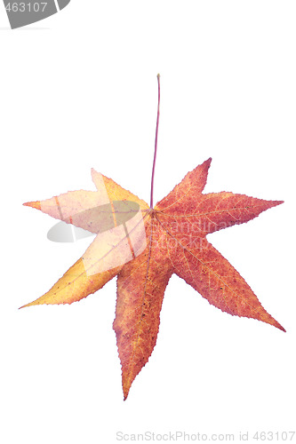 Image of Leaf
