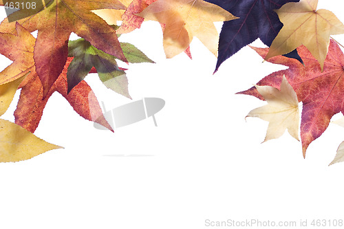 Image of Autumn fall Leaves