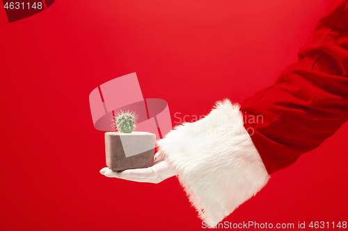 Image of Hand of Santa Claus holding an cactus plant on red background