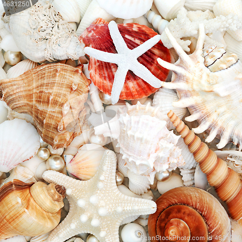 Image of Abstract Beautiful Seashell Composition Background 