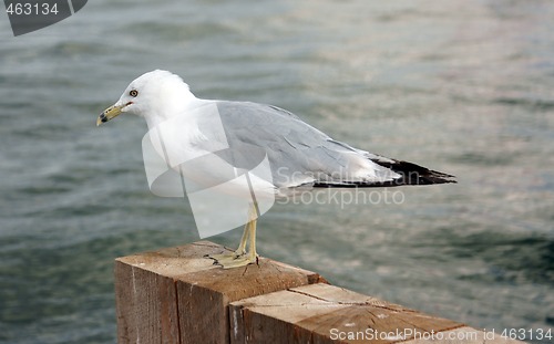 Image of Seagull