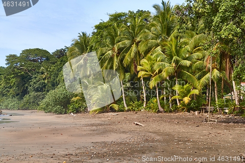 Image of Palm trees and rainforest on the sandy ocean beach