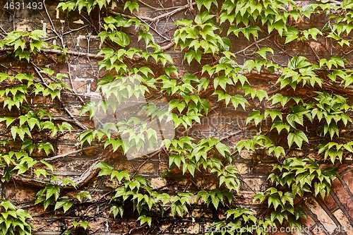 Image of Ivy on a wall