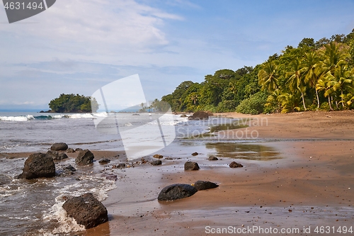 Image of Palm trees and rainforest on the sandy ocean beach