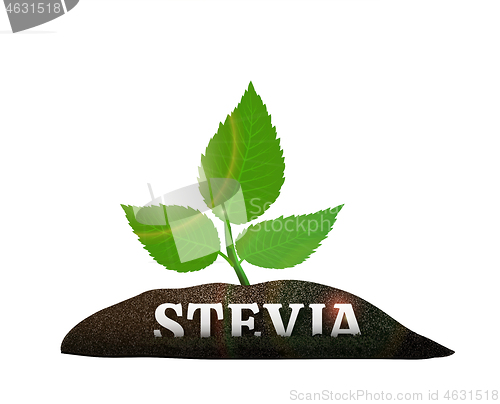 Image of Stevia plant in the ground. Vector illustration