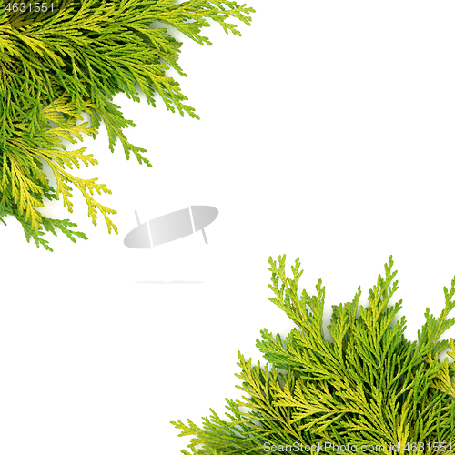 Image of Cedar Cypress Evergreen Fir Background Border 