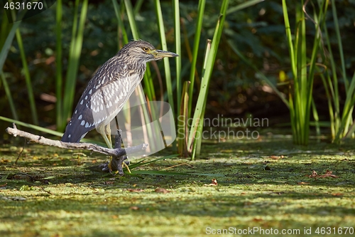 Image of Bird fishing in the lake