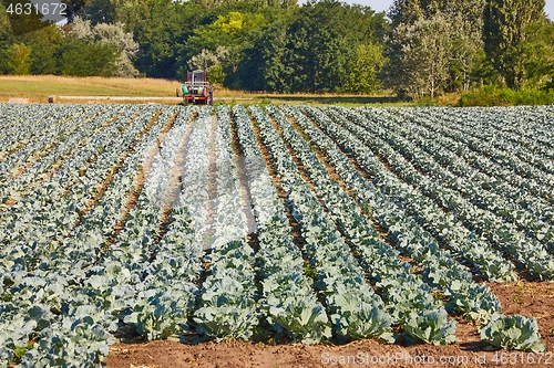 Image of Agricultural cabbage field