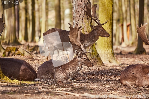 Image of Deer in the woods