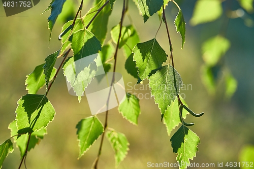 Image of Green Leaves of Spring