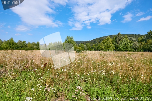 Image of Meadow in summer with plants growing