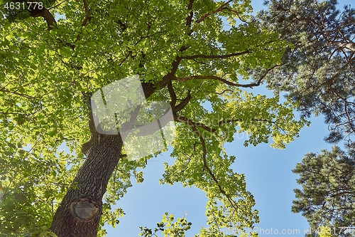 Image of Spring Green Leaves