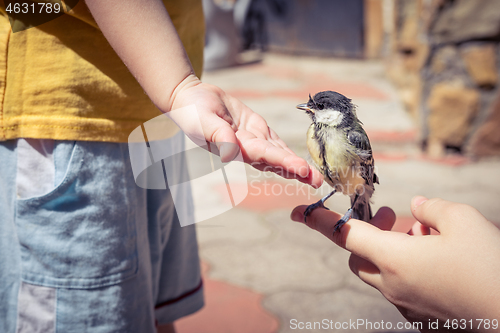 Image of little boy is playing with a chick at the day time.