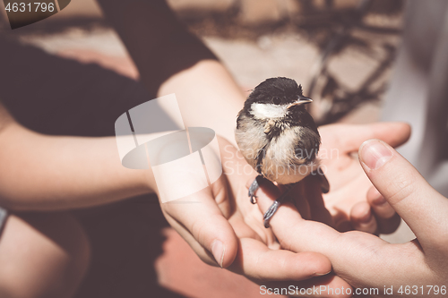 Image of little boy is playing with a chick at the day time.