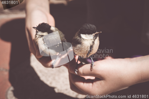 Image of little boy is playing with a chick at the day time.