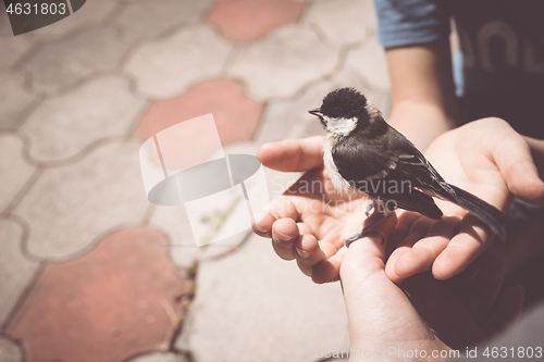 Image of little boy is playing with a chick at the day time.