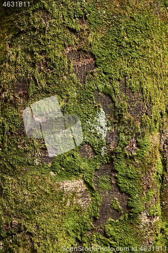 Image of Tree trunk in a forest