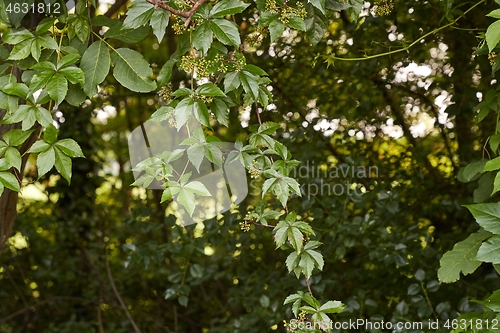 Image of Red leaves ofa climbing plant